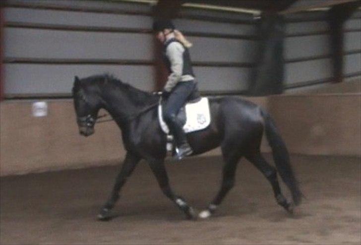 Dansk Varmblod Ranova - d. 21/10-11. redet 1. mdr. billede 12