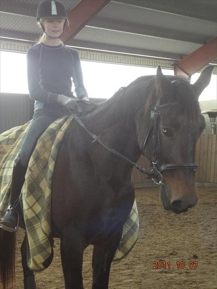 Anden særlig race Charles (Himmelhest) - Fin perade, fin hest? - hvad mere kan man ønske sig! ;-D billede 2