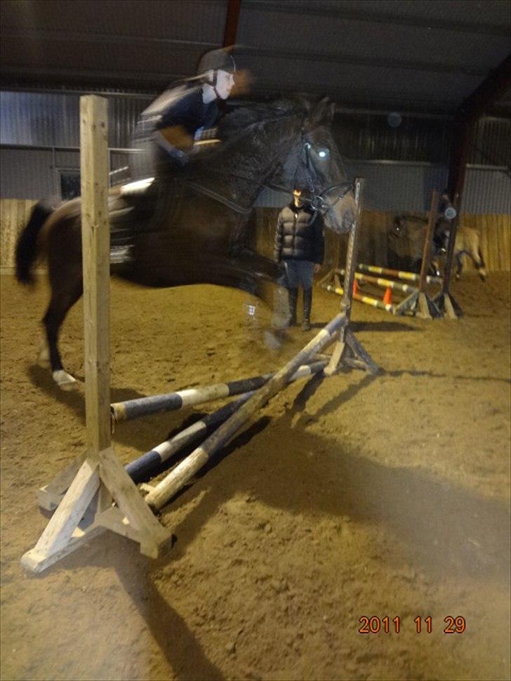 Anden særlig race Charles (Himmelhest) - Hop, beklager kvalitet! :-D. billede 3