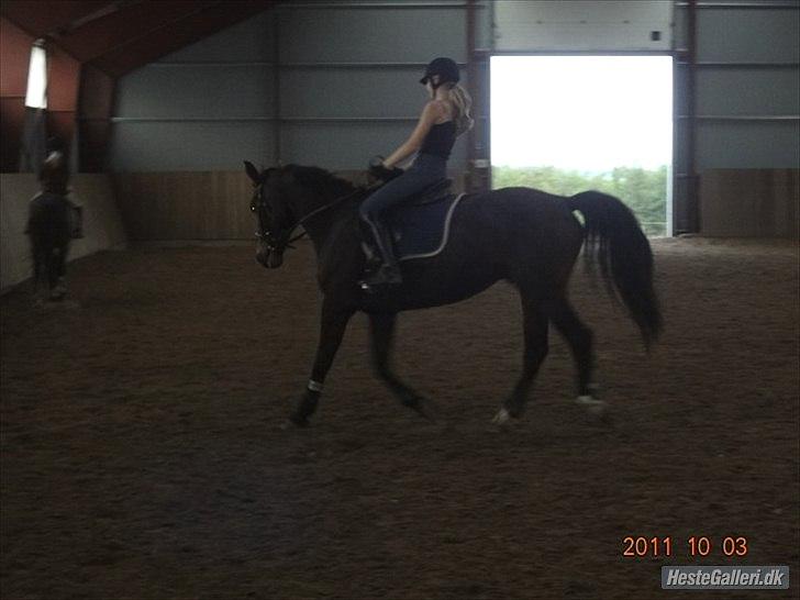 Anden særlig race Charles (Himmelhest) - Charles - en af de første gange til dressur! :o) billede 4