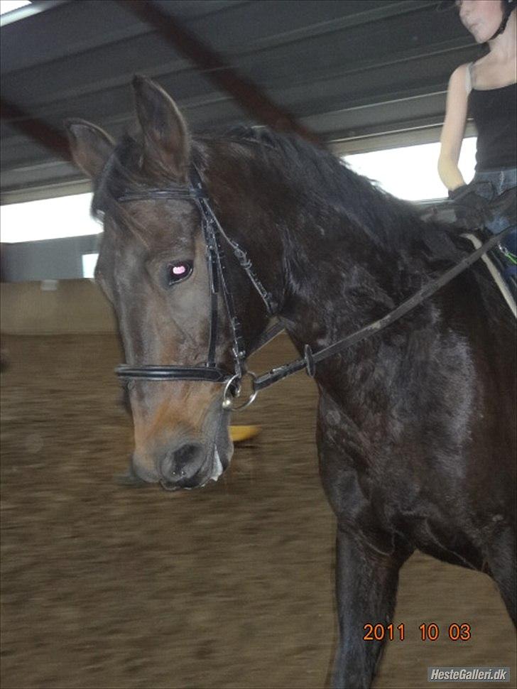 Anden særlig race Charles (Himmelhest) - Charles :-D billede 5