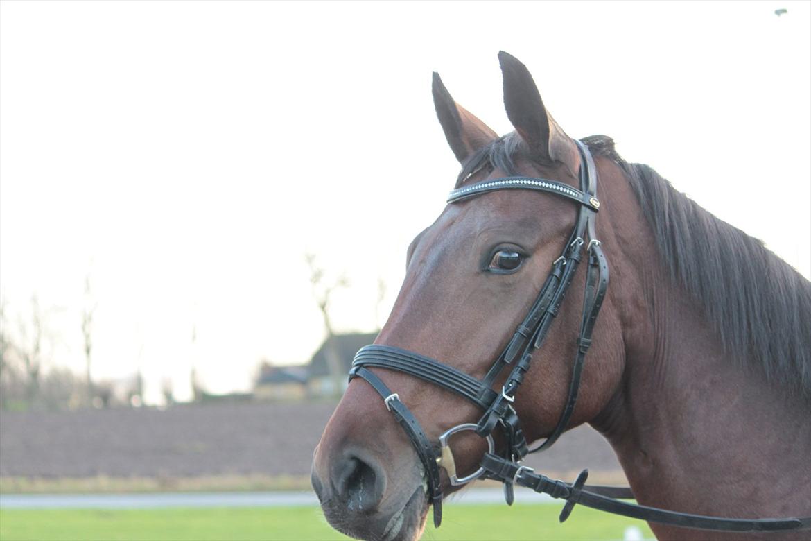 Hannoveraner Rufina billede 12