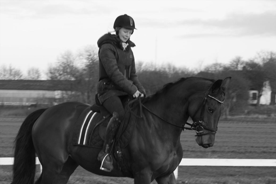 Hannoveraner Rufina billede 13