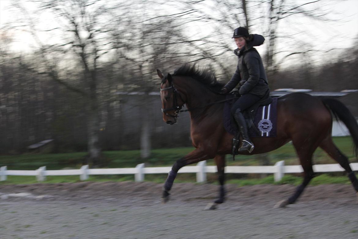 Hannoveraner Rufina billede 14
