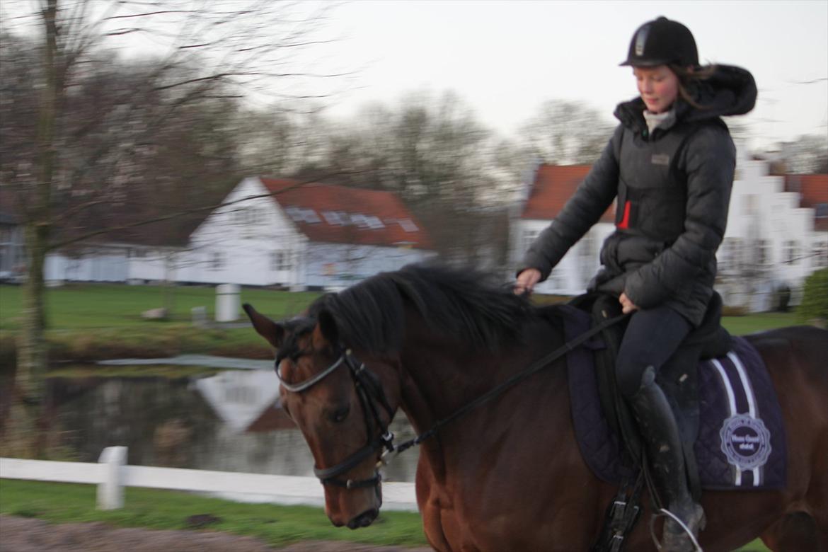 Hannoveraner Rufina billede 15