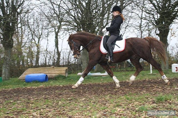 New Forest Sanchez | Morfar - Dressur med Ooi :)
En af de få gange om ugen han gider at ride dressur xD billede 18