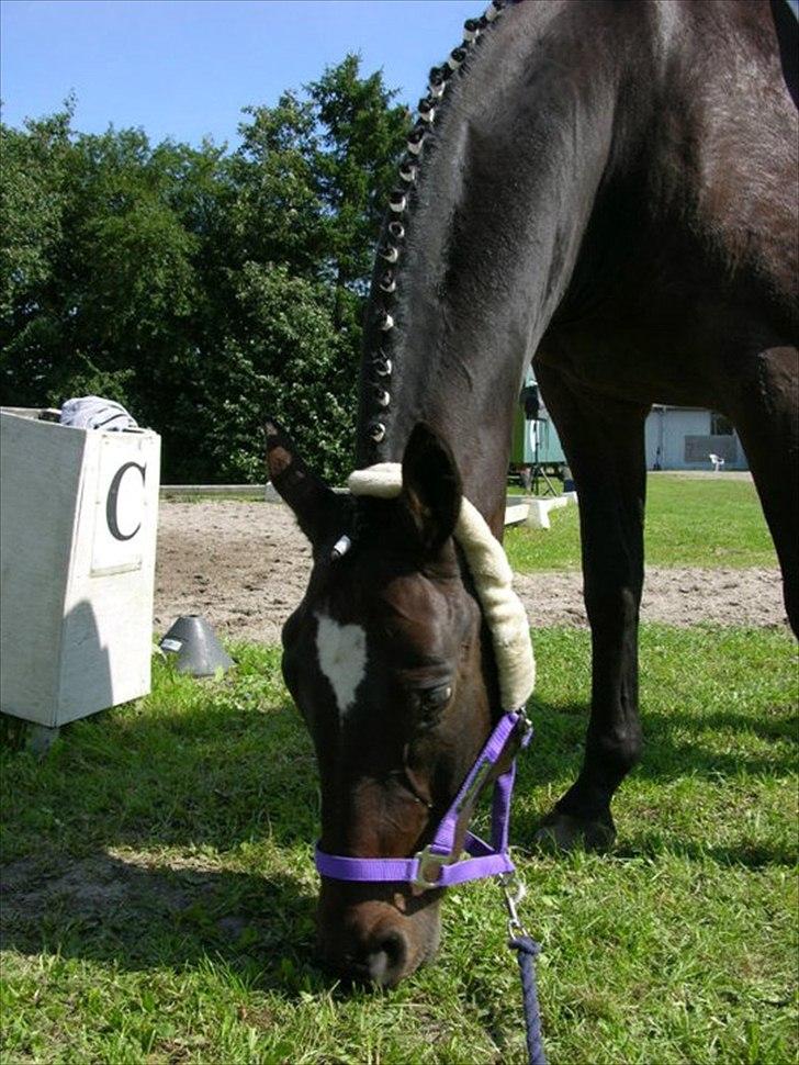 Dansk Varmblod Ti Amo De L (tidligere part) - søøøøøøøøøøøde hyp hest!<3 billede 15