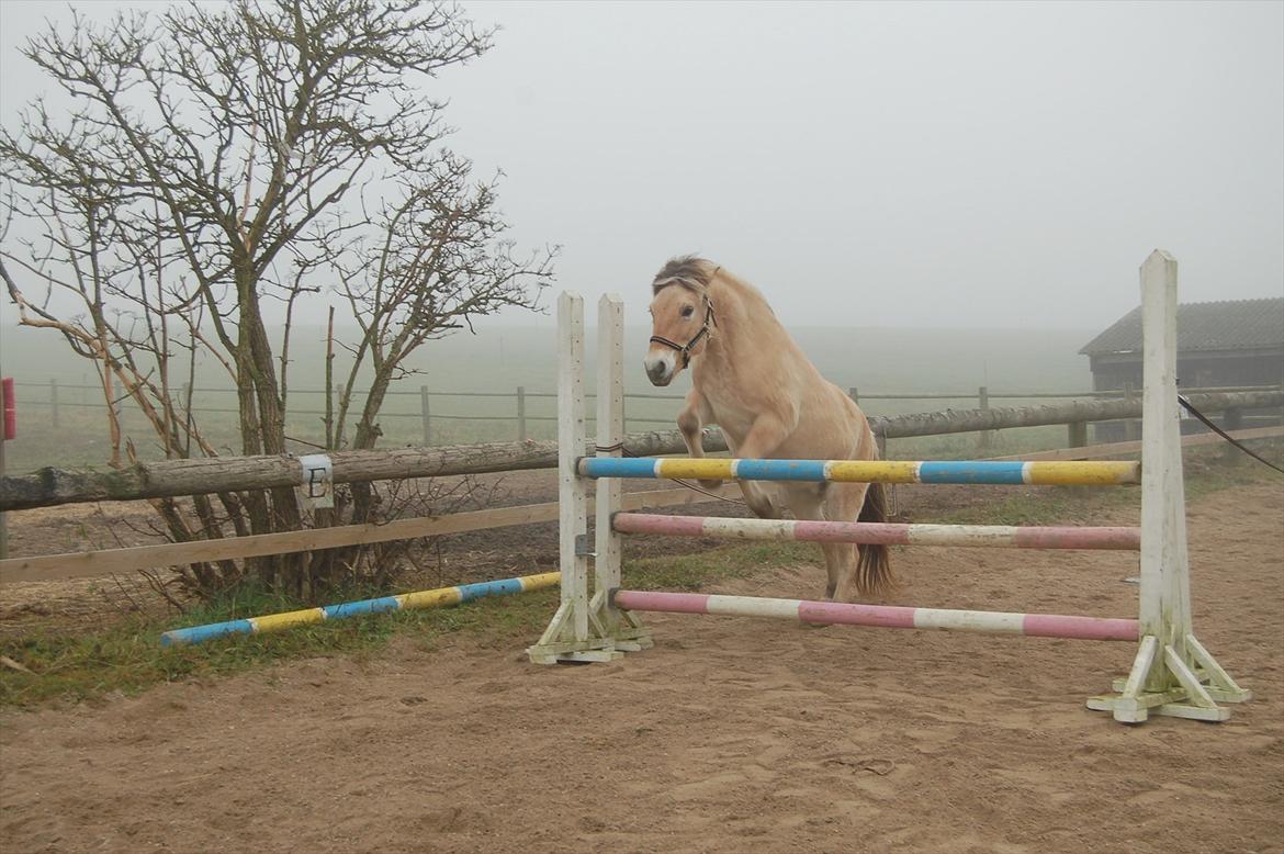 Fjordhest Freyja billede 9