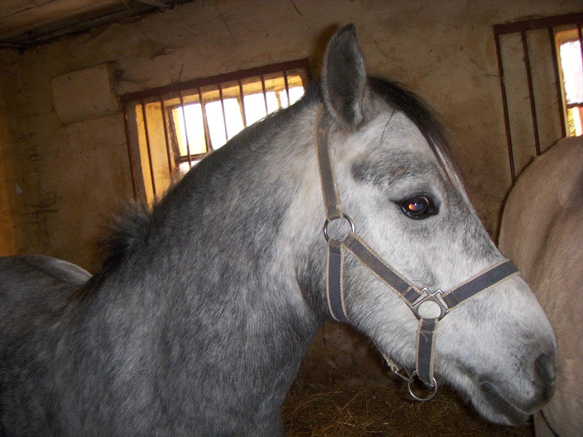 Welsh Pony (sec B) Dustin<3 SOLGT billede 13