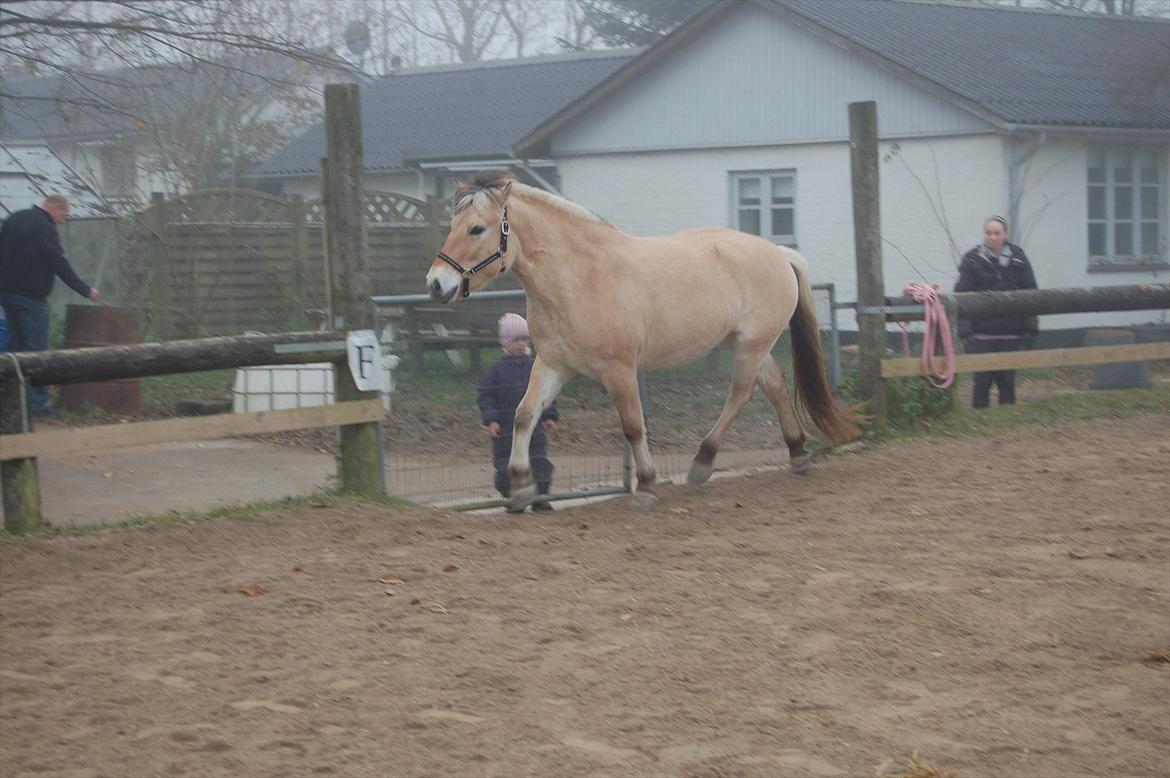 Fjordhest Freyja billede 11