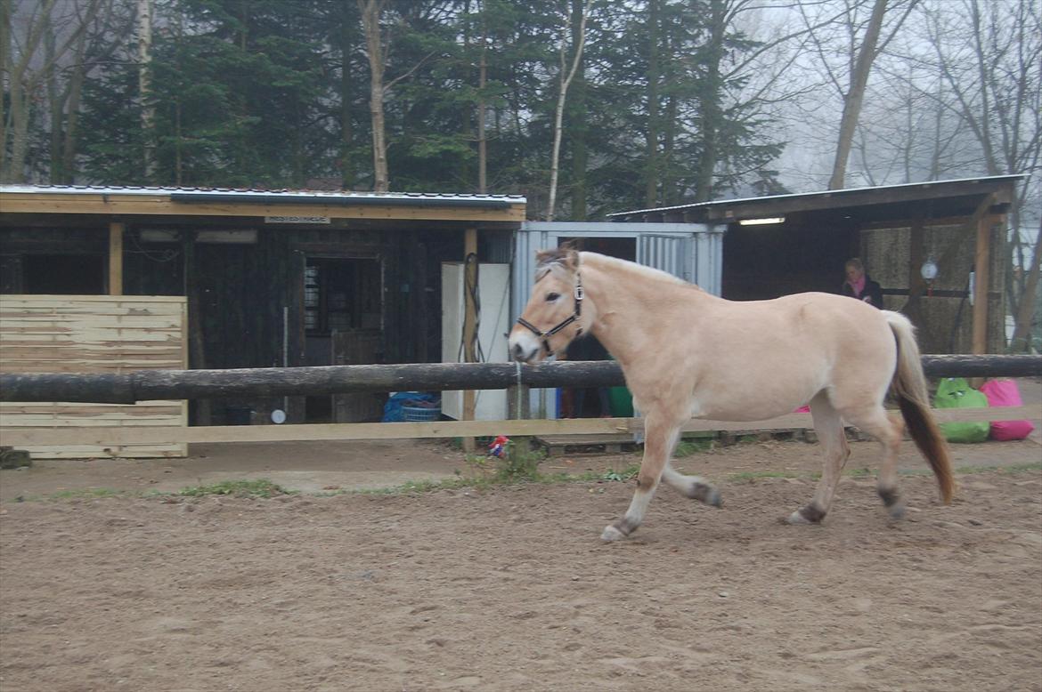 Fjordhest Freyja billede 12