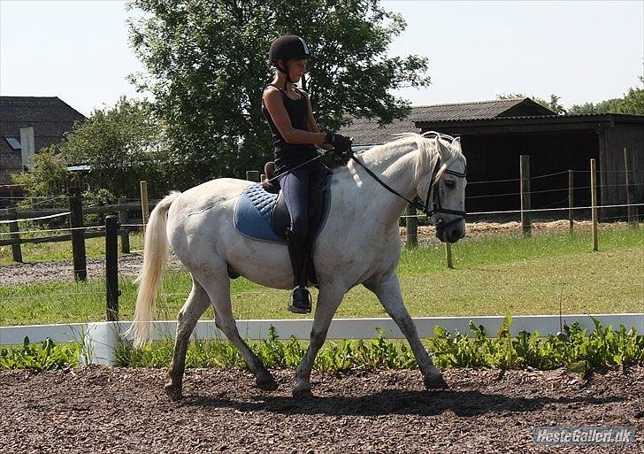 Welsh Pony (sec B) Skovlundegaards Vivaldi  - dressur sommer 2011 - billedet har dobbeltlogo fordi det er min søster der har taget det, og jeg kunne ikke lige få det på en anden måde. Men jeg har tilladelse til det.  billede 1