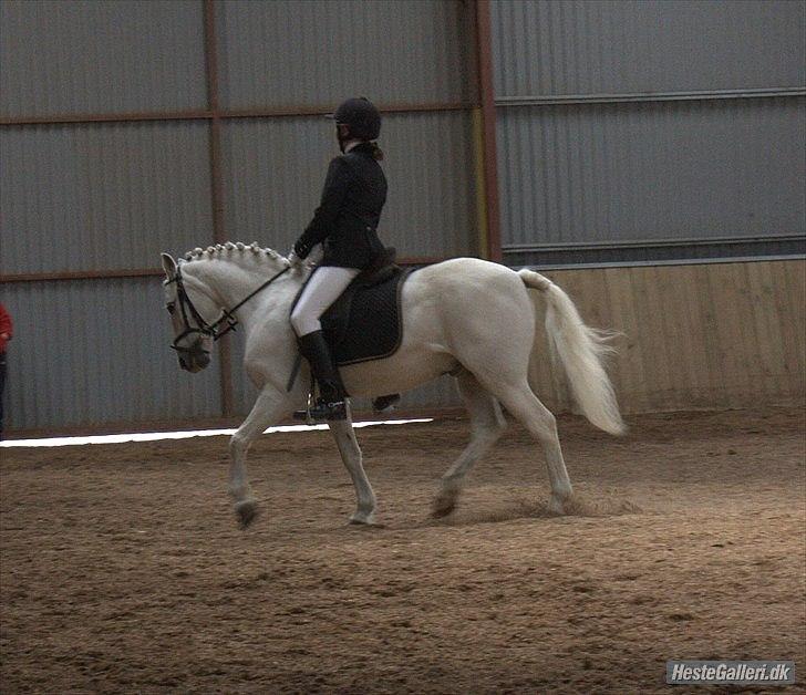 Welsh Pony (sec B) Skovlundegaards Vivaldi  - Lc1   68,33% <3:) billede 2