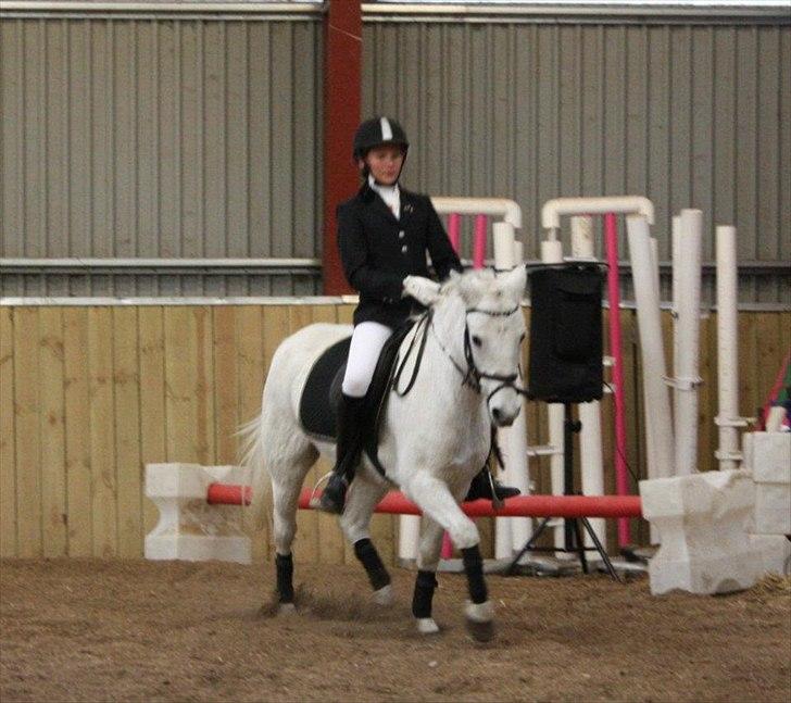 Welsh Pony (sec B) Skovlundegaards Vivaldi  - Lb1  billede 3