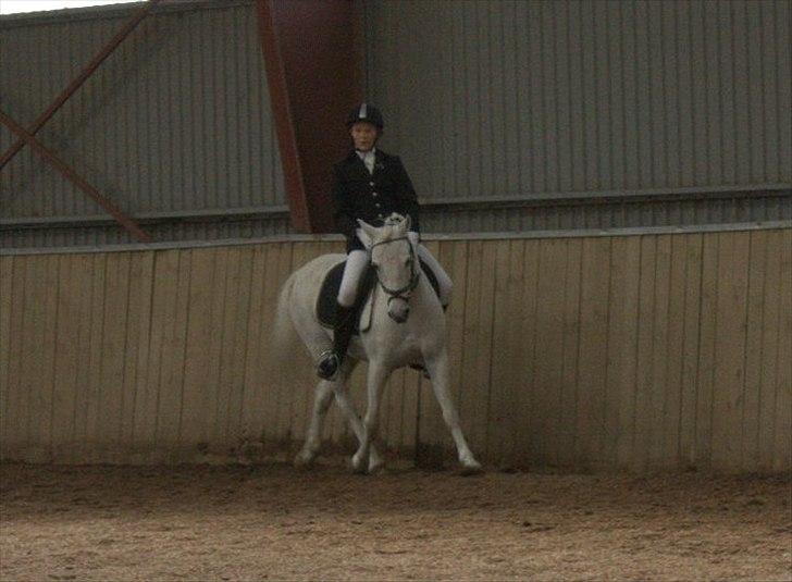 Welsh Pony (sec B) Skovlundegaards Vivaldi  - valle du er så dejlig, al den tid jeg har med dig er bare så f til antaskisk du er den dejligste pony du er helt perfekt i mine øjne. tiden med mig på ryggen af dig er nok snart slut da jeg er blevet for STOR! :´(   men nyder bestemt hver eneste ridetur<3 billede 4