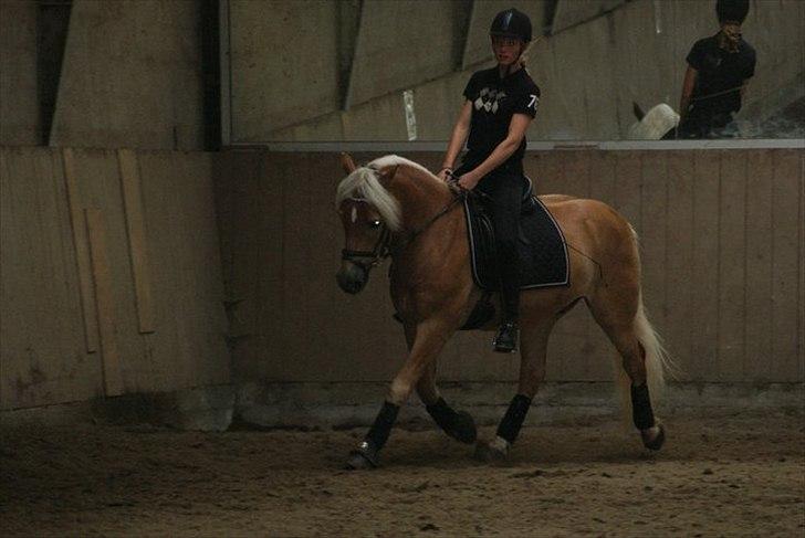 Haflinger Kløvs Wito - Dressur 2011 billede 16