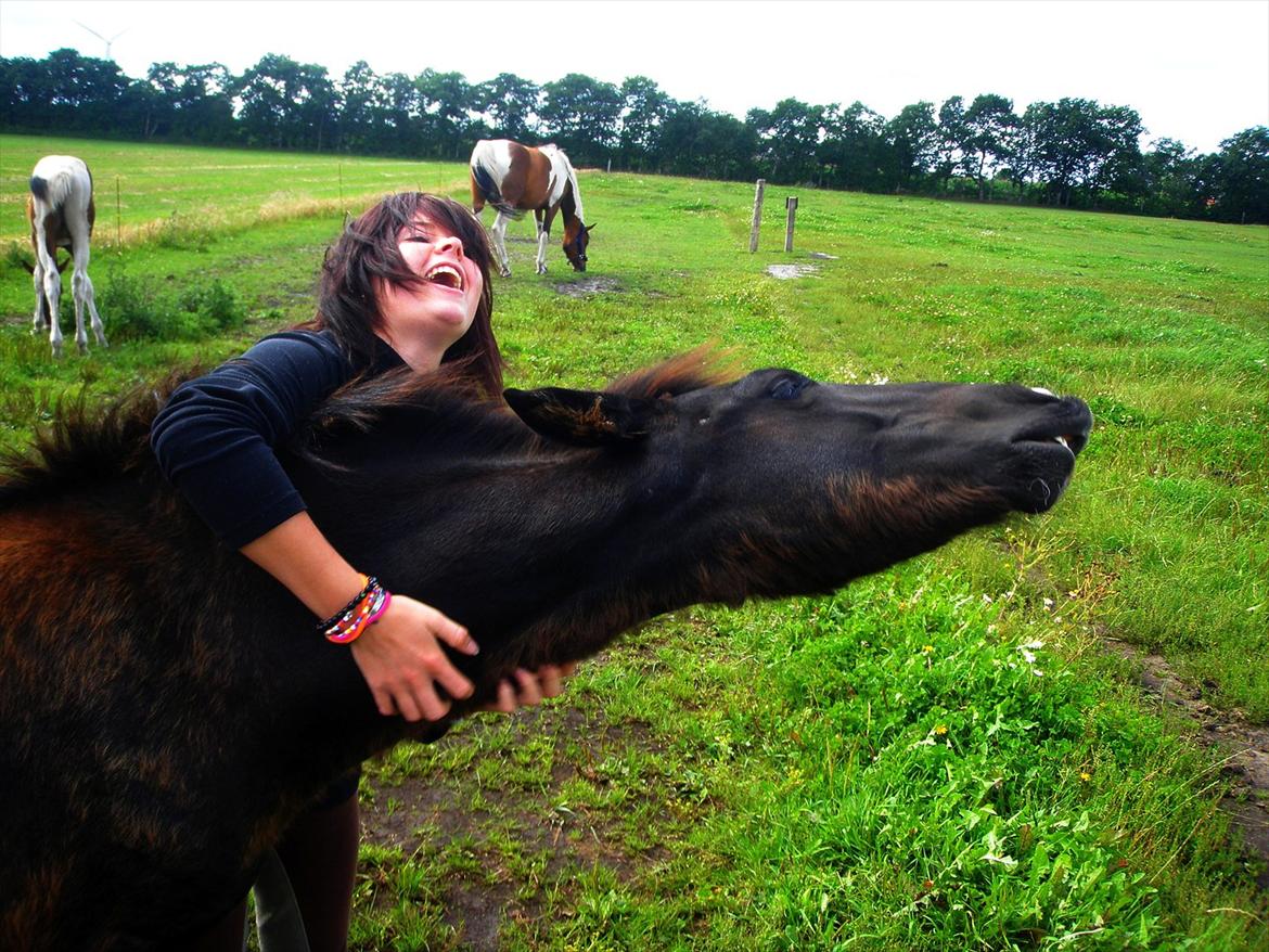 Tobiano Friesian ~Bentley~ af Bølå - Aller første gang vi så hinanden, man må sige at kemien var god haha :P billede 25