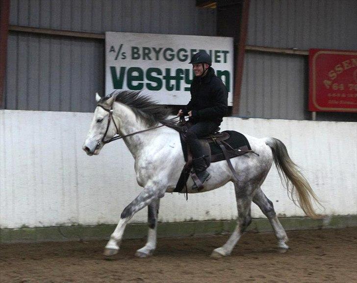 Holstener Aslak (Amoruso)  billede 4