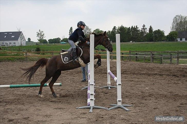 Hollandsk Sportspony B-PONY! Butterfly.  billede 14