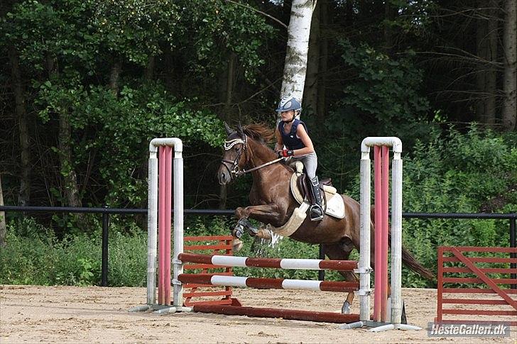 Hollandsk Sportspony B-PONY! Butterfly.  billede 15