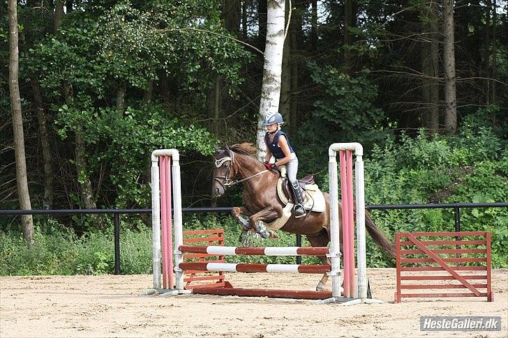 Hollandsk Sportspony B-PONY! Butterfly.  billede 16