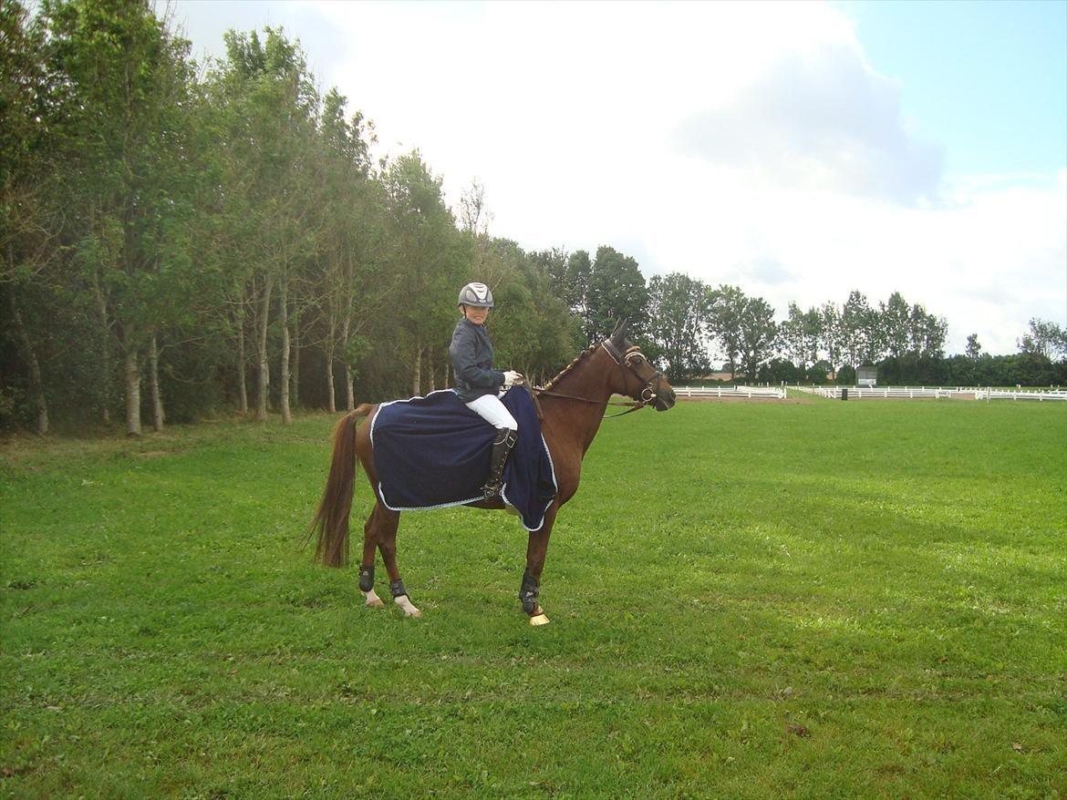 Hollandsk Sportspony B-PONY! Butterfly.  billede 17