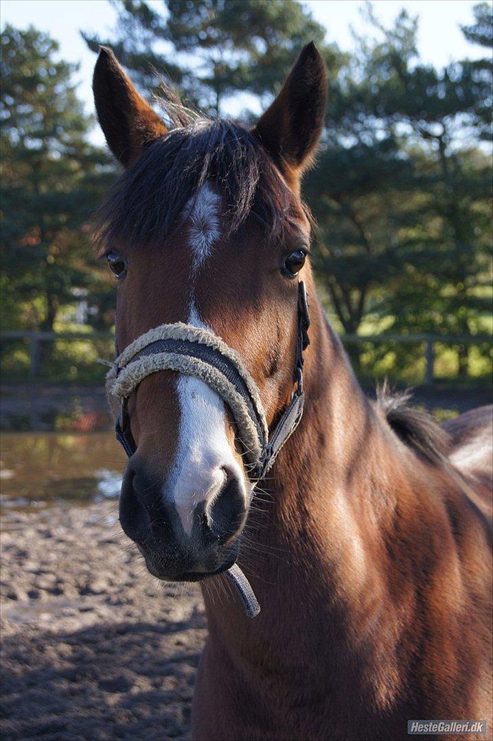 DSP - ELVITA <3 - "At se på en smuk stjernehimmel, er som at se dig i øjnene Der er dog en forskel, stjernehimlen er ikke skabt for at glæde mig, det er du"

Mest fantastiske pony i hele verden<3 foto; BENEDIKTE THOUSTRUP<3 15 oktober 2011<3 billede 11