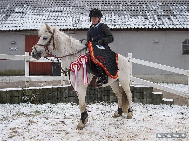 Anden særlig race Mon ami - det første stævne i D4 coppen i Vemmelev billede 1