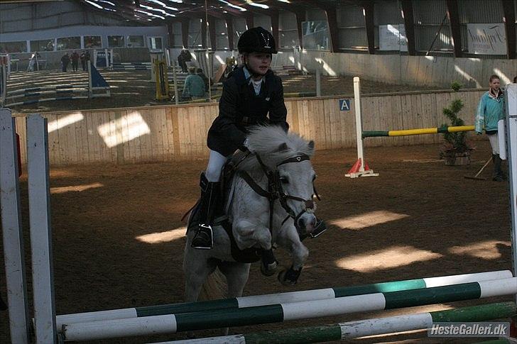 Anden særlig race Mon ami - vi flyver over springet <3 billede 5