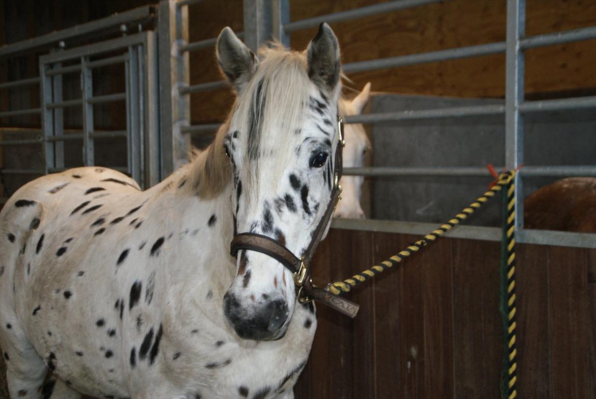 Anden særlig race Skrædderdals Al Capone - Hjemme på staldgangen billede 6
