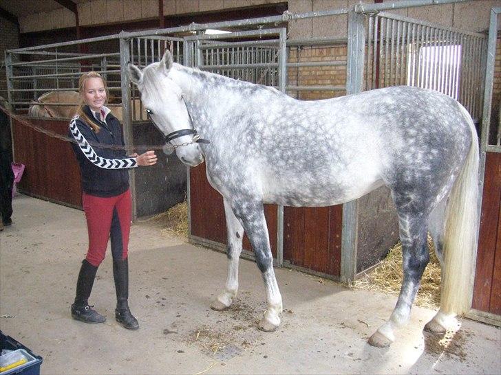 Dansk Varmblod Agathe billede 10