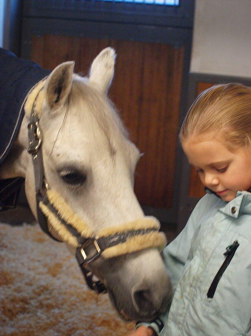 Welsh Pony (sec B) Black Beauty A-pony SOLGT <3 :,( - Budi igen ved nye ejer :* <3 de er bare perfekte sammen <3  billede 9