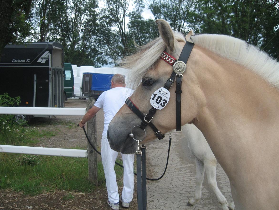 Fjordhest Johanne Vårby - Smukke Johanne billede 1