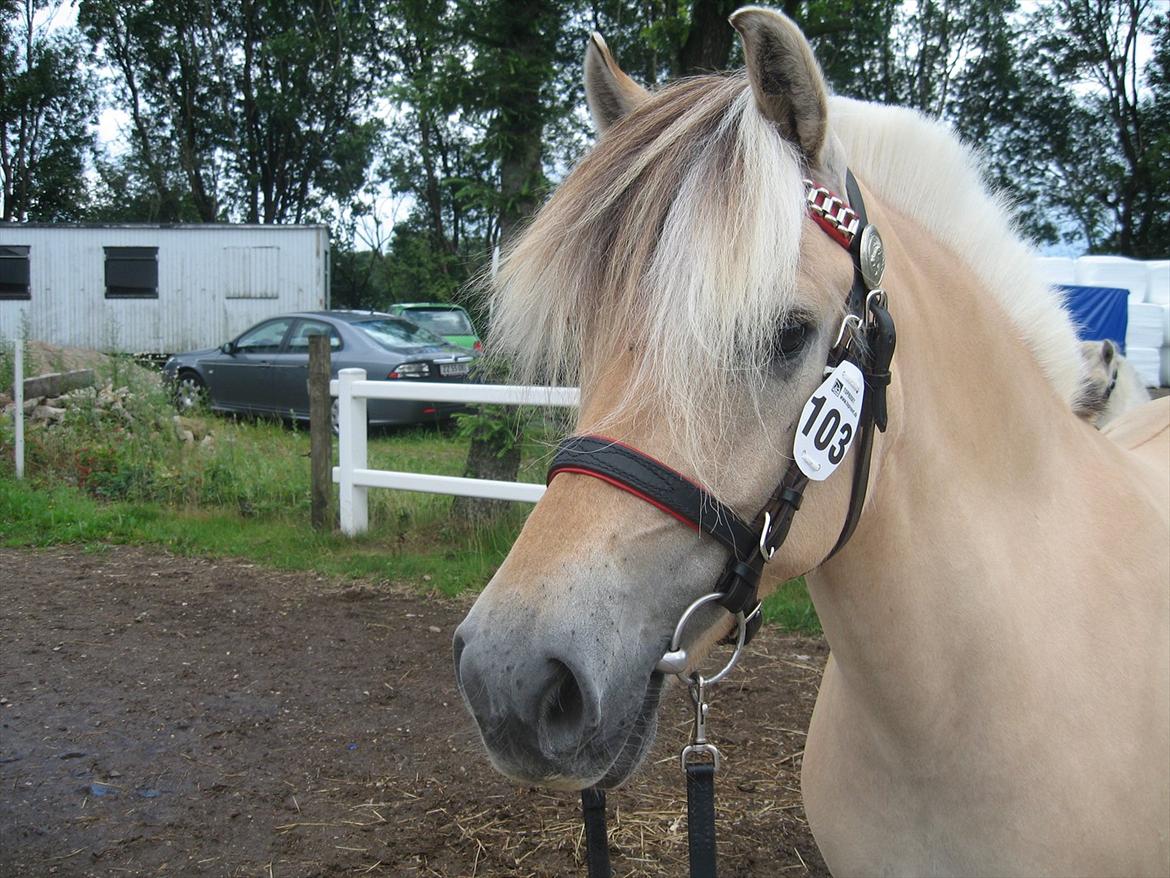 Fjordhest Johanne Vårby - Johannes udtryksfulde hoved billede 2