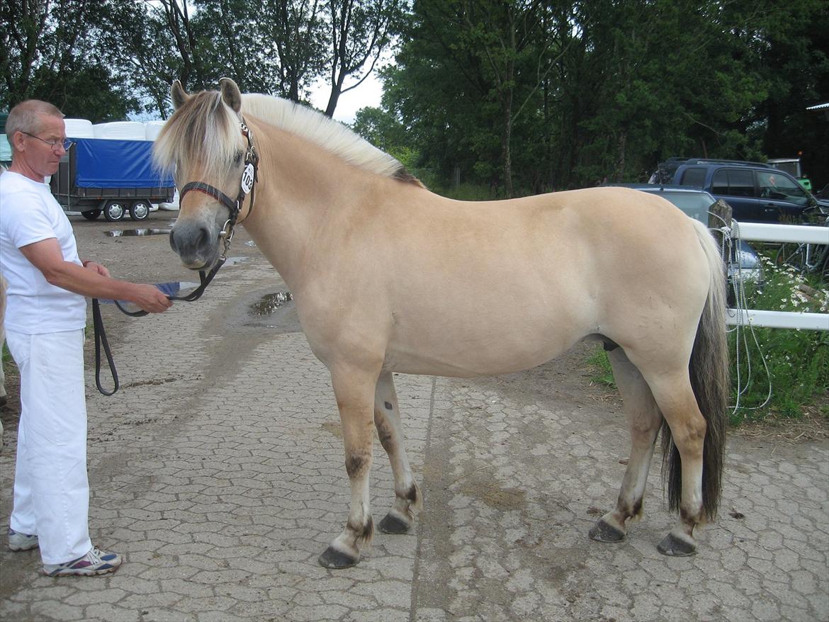 Fjordhest Johanne Vårby - Medaljekåring 2011 billede 3