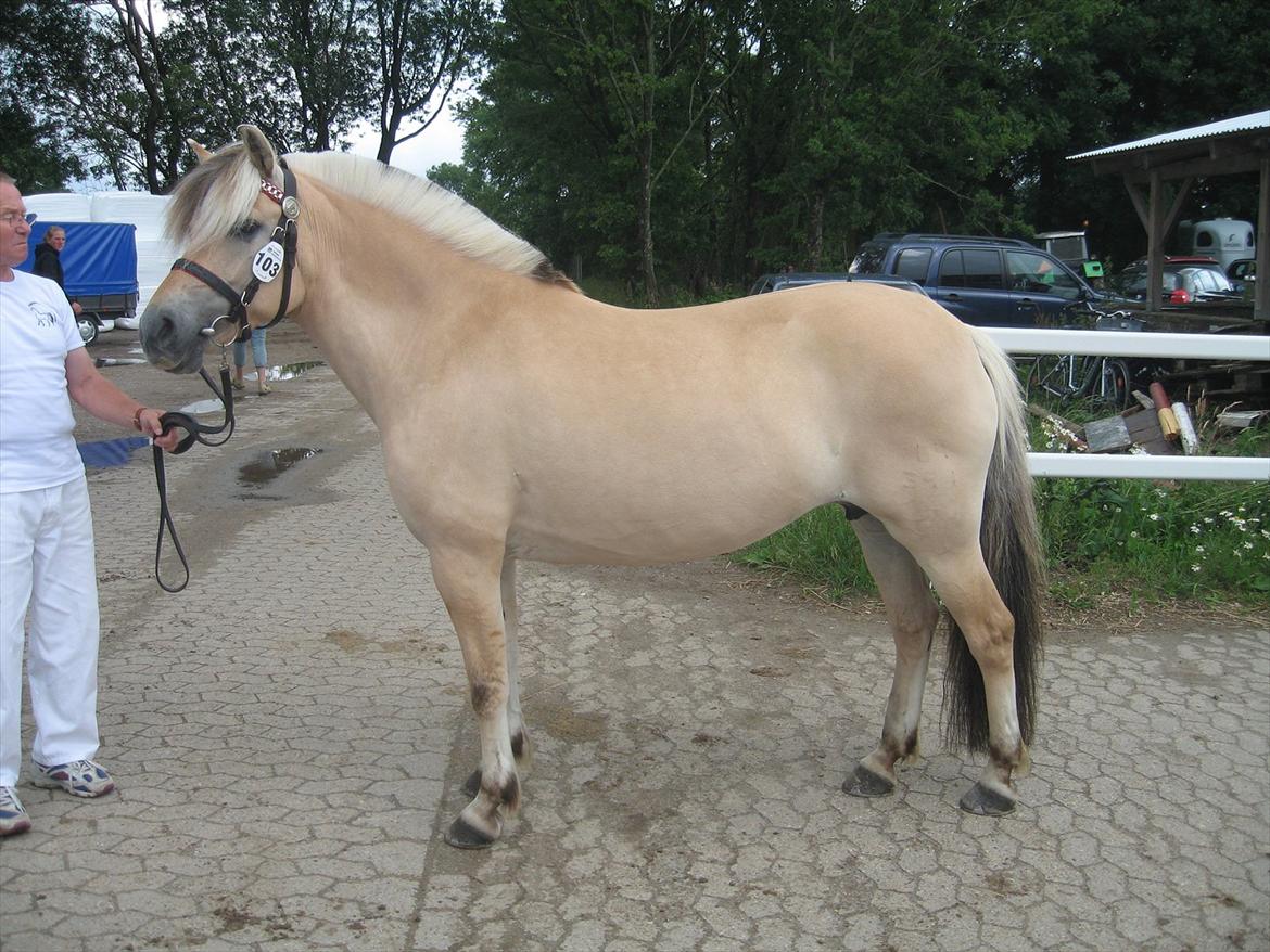 Fjordhest Johanne Vårby - Medaljekåring 2011 billede 4