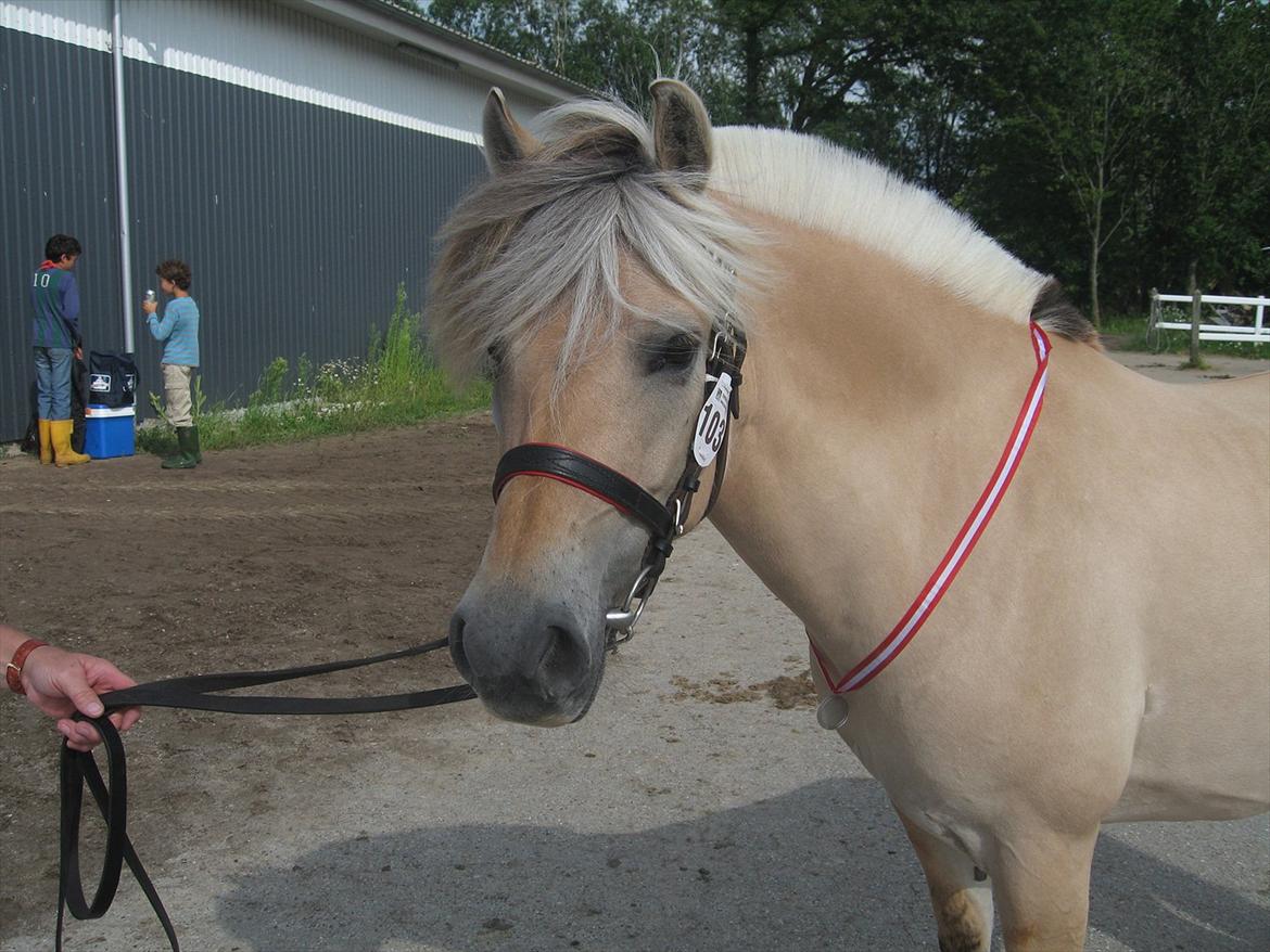Fjordhest Johanne Vårby - Johanne med medalje om halsen billede 5