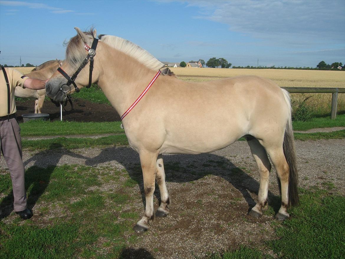 Fjordhest Johanne Vårby - Opstilling hjemme sammen med far billede 6