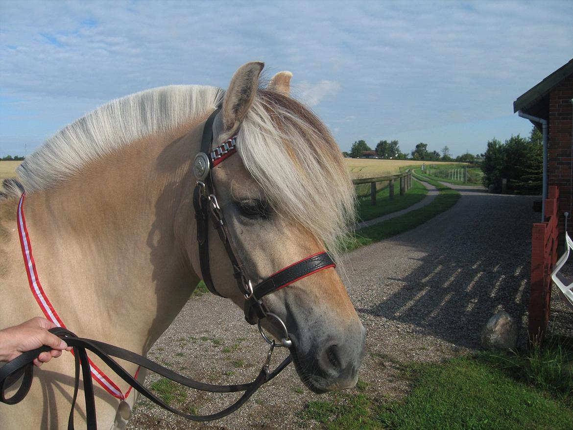 Fjordhest Johanne Vårby - Johanne med medaljen om halsen billede 7