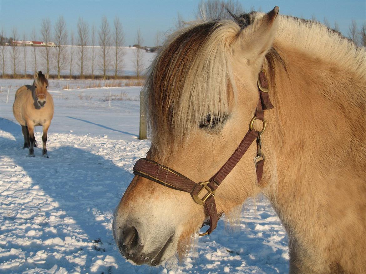 Fjordhest Johanne Vårby - Johanne i sneen billede 8