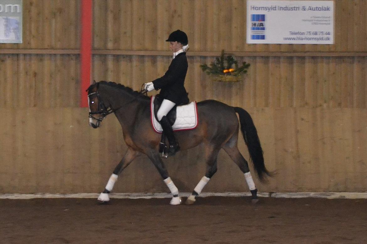 DSP Skovly's Mendoza-Brown ¤Prinsessen¤ - LC3 til 73,75% :D 1 pl. Mesterfotograf: Mor billede 9