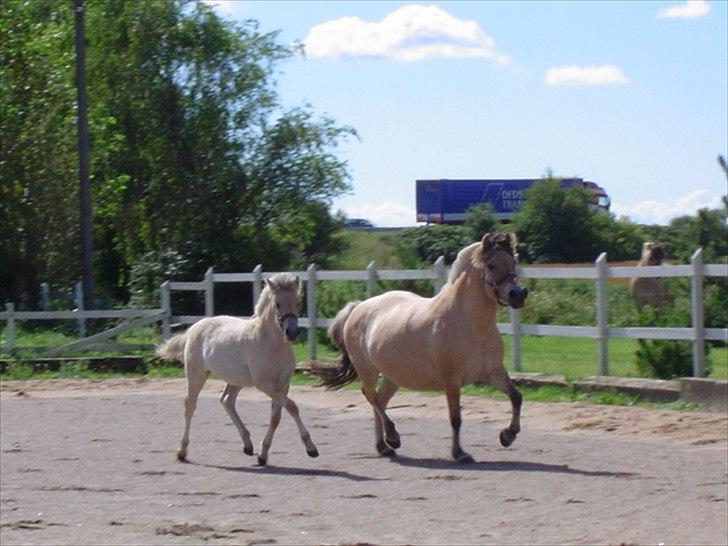 Fjordhest Johanne Vårby - Johanne som føl i flot trav billede 12