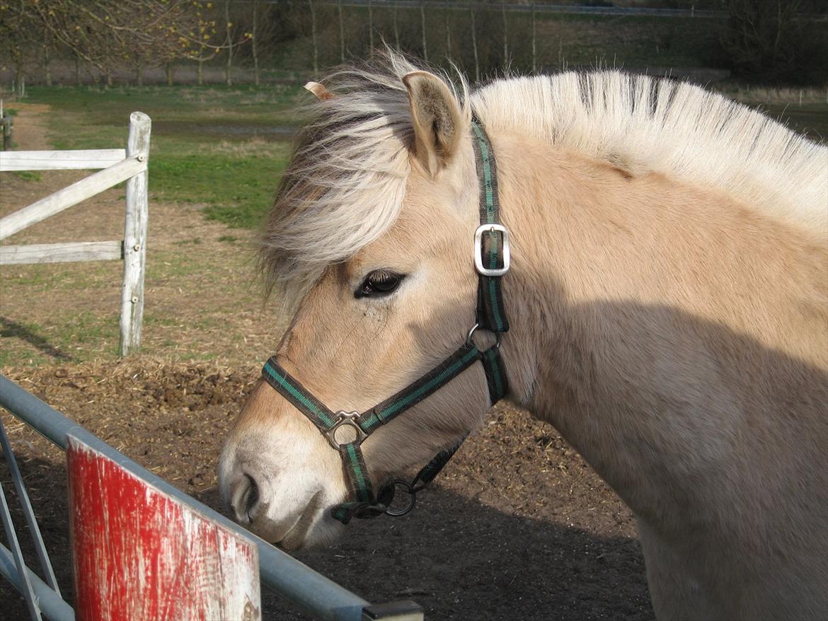 Fjordhest Johanne Vårby - Johanne på fold billede 13