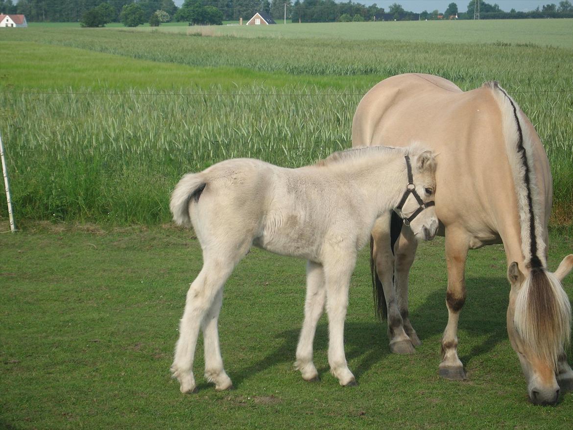 Fjordhest Johanne Vårby - Johanne med sit føl Louis billede 14