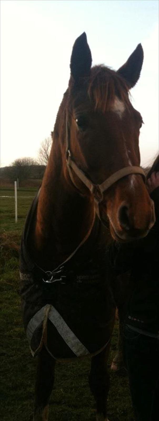 Westfaler Just Capella [Tidl. part] - 1] Velkommen til Capella's profil. billede 1