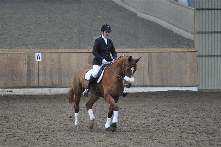 Anden særlig race Magic Lady - LB1. billede 13