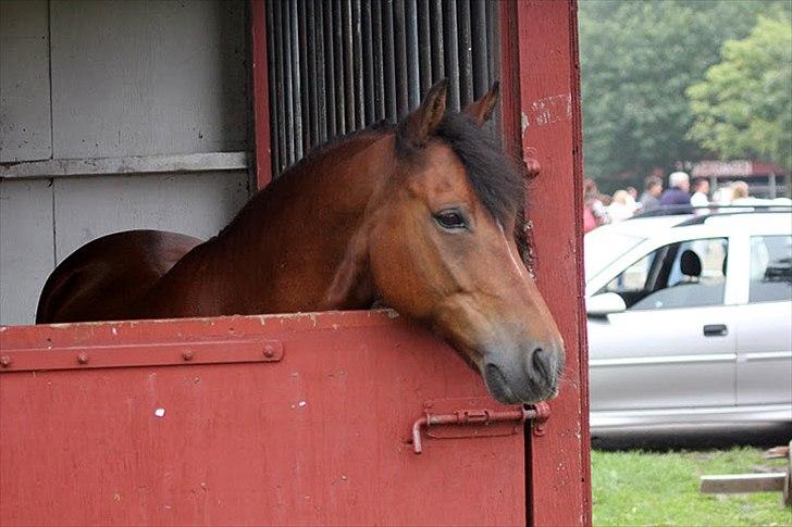 New Forest Firfod Fielfraz - Filler til 50 års jubilæet i NF foreningen :-) billede 6