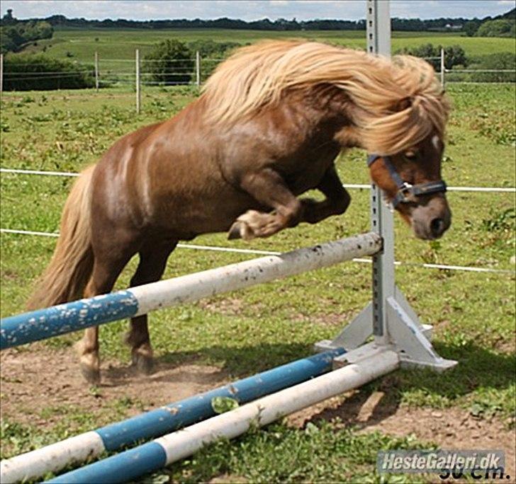 Shetlænder olfert billede 3