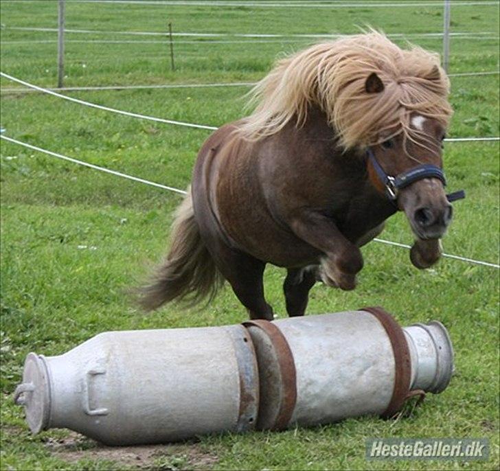 Shetlænder olfert billede 6