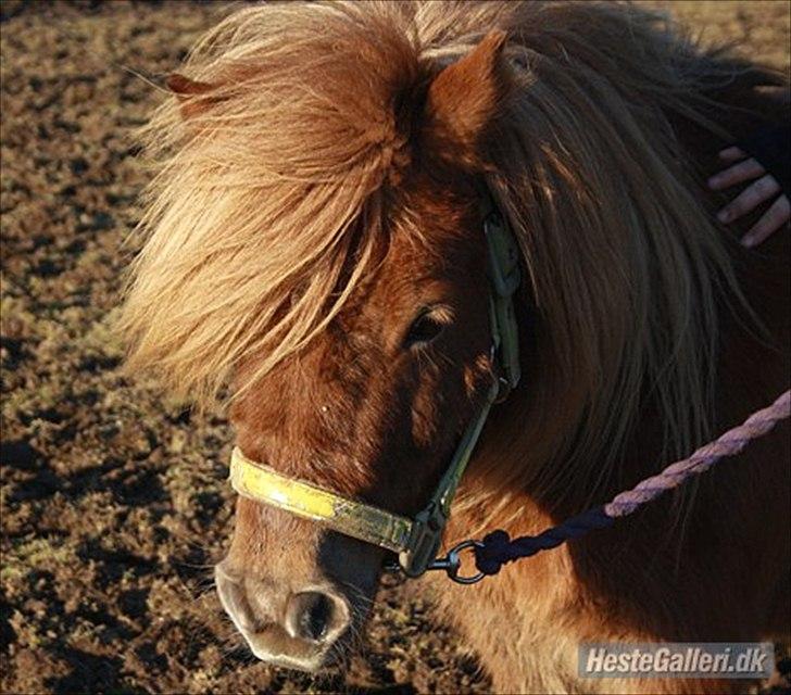 Shetlænder olfert - velkommen til olfert´s profil billede 13